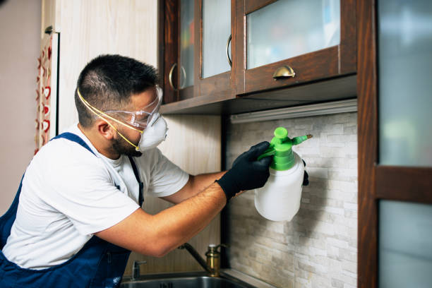 Wasp Removal Services in Niles, OH