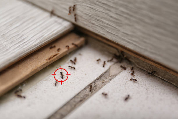 Best Flea Control Services  in Niles, OH